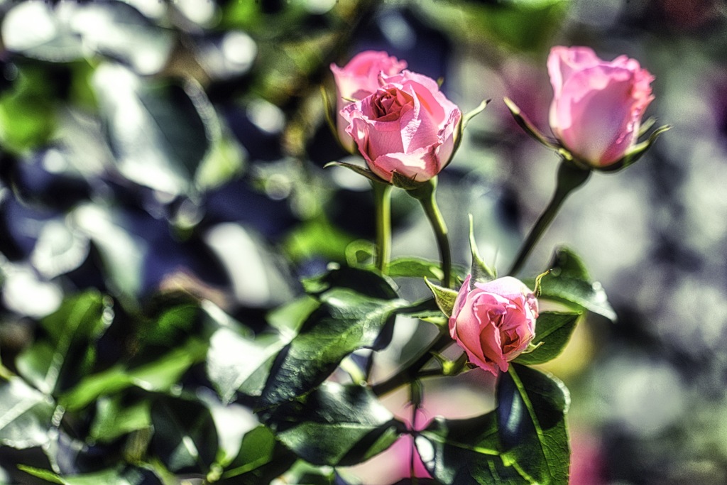 Humorous roses on a sunny day.