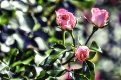 Humorous roses on a sunny day.
