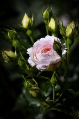 春薔薇の囁き