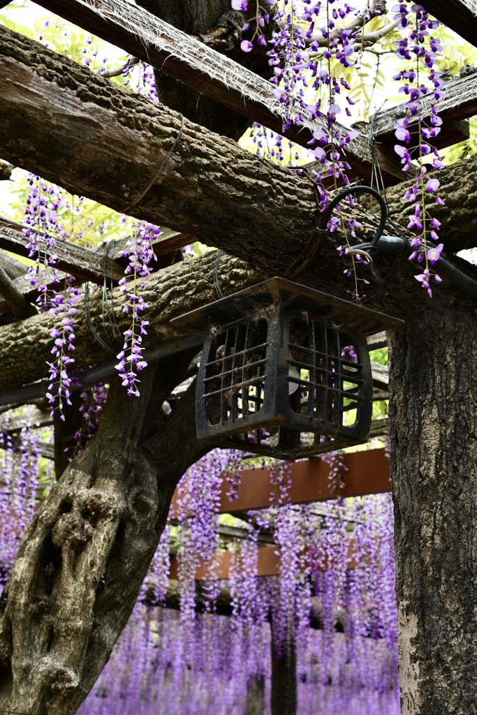 Where there is a wisteria trellis
