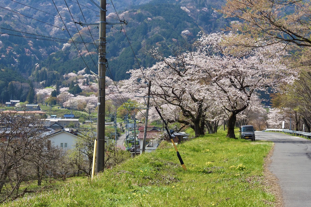 Kamagatani is cherry blossom sites