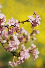 散歩道の桜