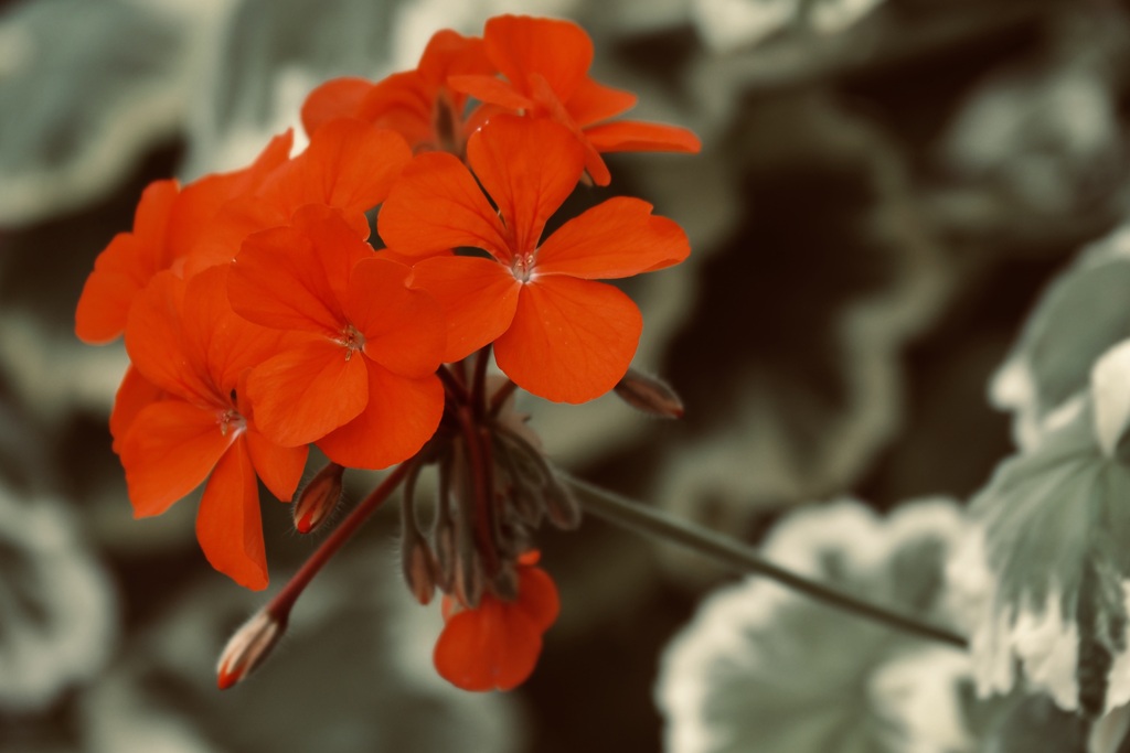 里の花