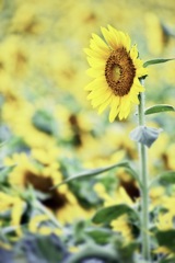Sunflower is the child of the sun.