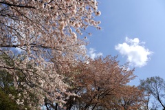 春の空