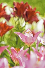 The day the lovely lilies bloomed.