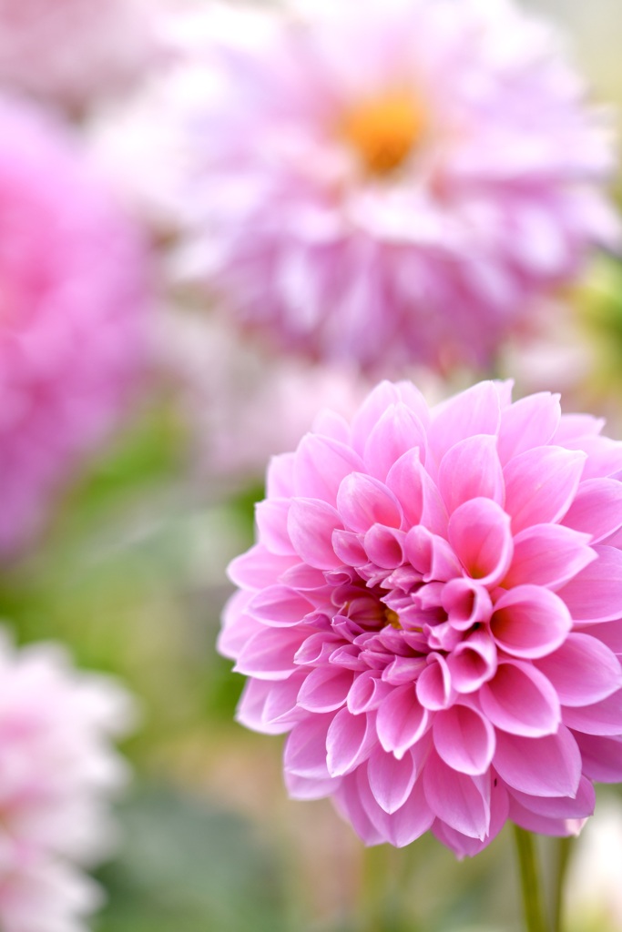 Dahlias blooming gently in the garden.