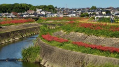 秋の矢勝川