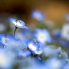 午前のネモフィラ花壇から