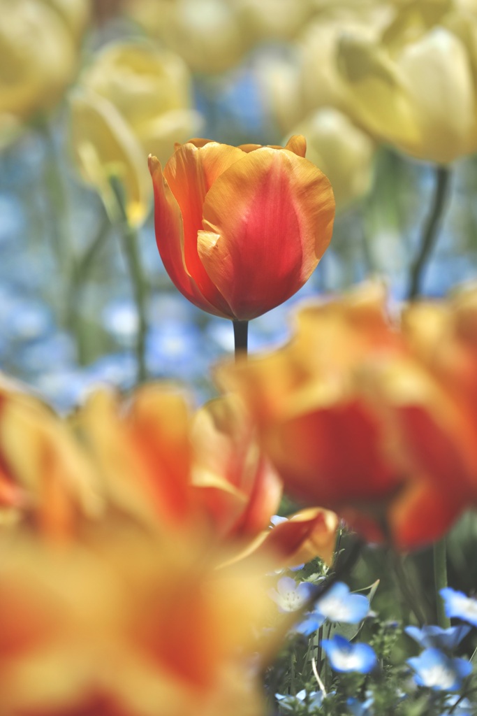 cheerful tulip in nabananosato