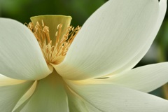 Nelumbo nucifera