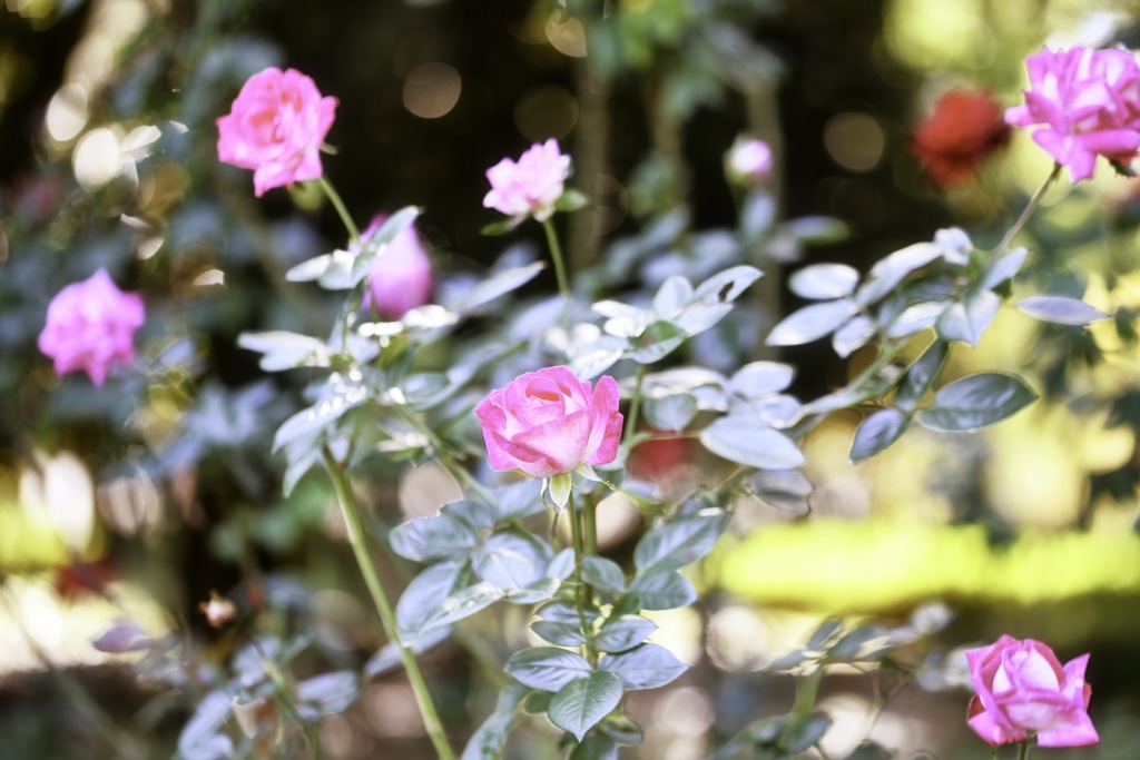 10月散歩の薔薇