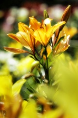 花壇に立つユリの花