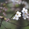 ささめくサクラの吐息