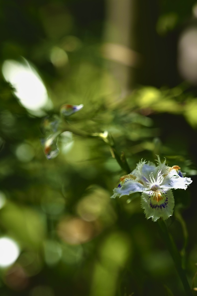 著莪の咲いていた花壇