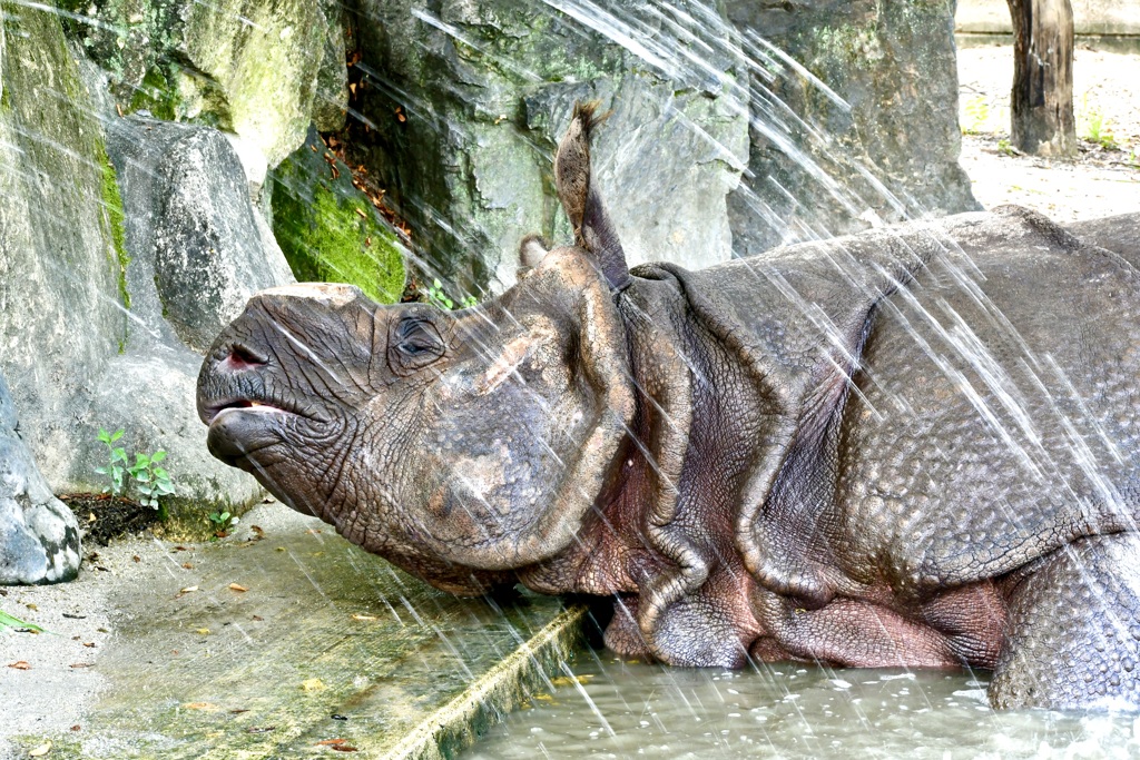 お水を浴びなサイ