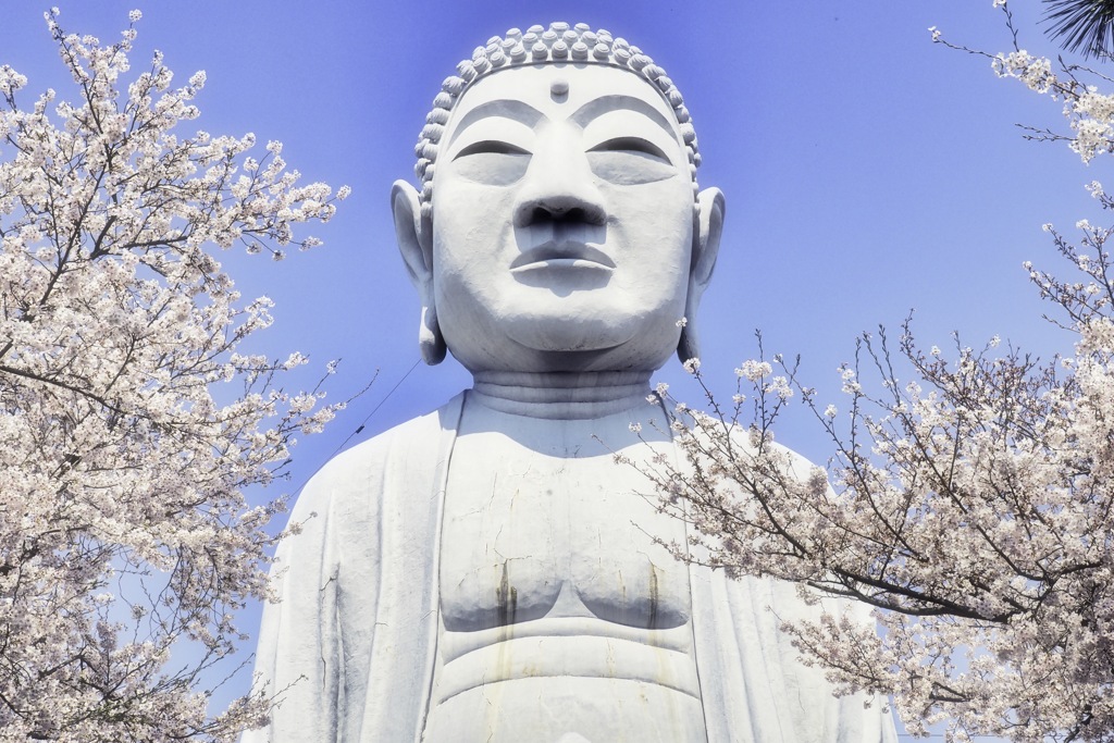 春の桜につつまれて