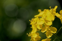 路傍の花