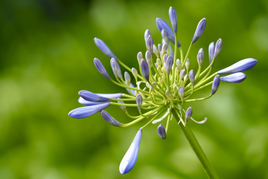 Agapanthus