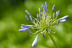 Agapanthus