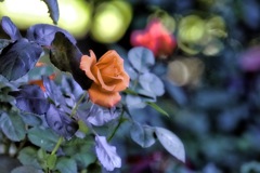 公園で見かけた薔薇