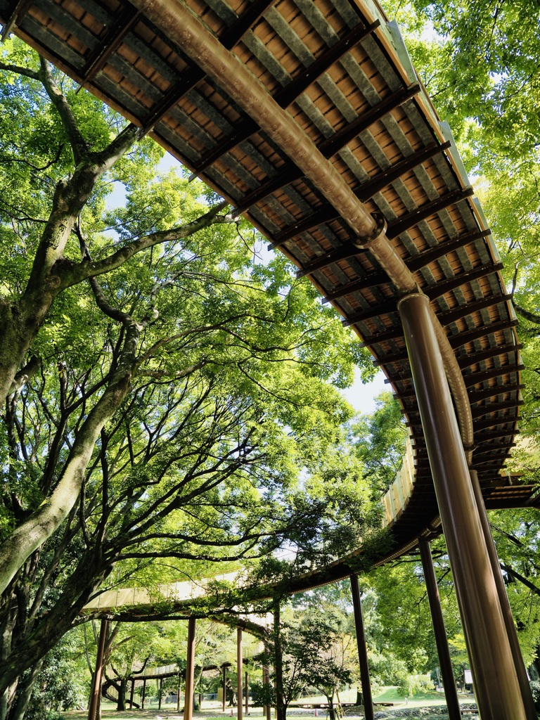 樹冠回廊