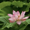 蓮の花