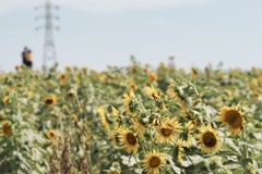 夏風慕情