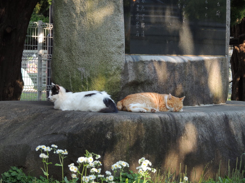 昼時