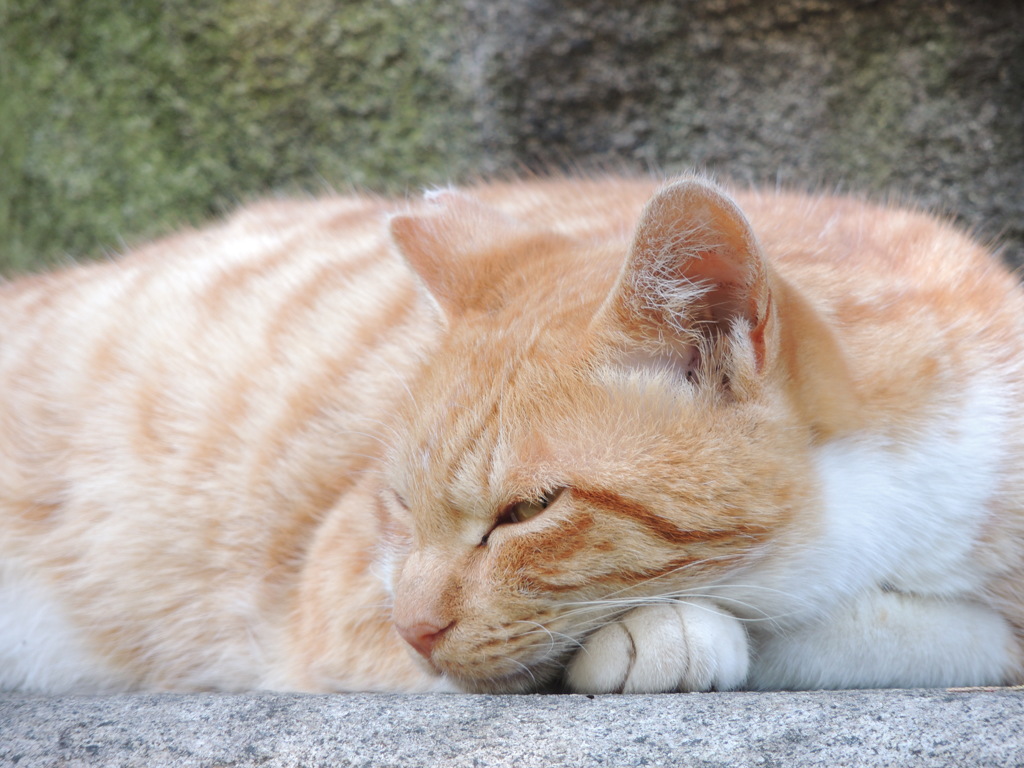 もふもふ