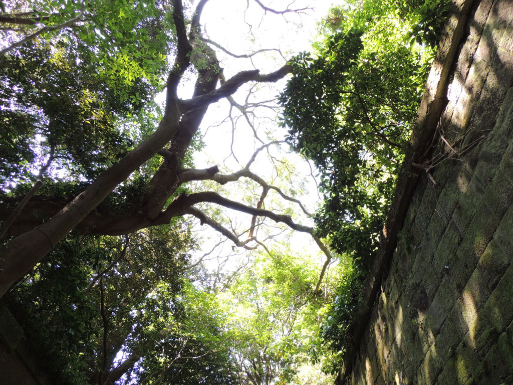 屋根