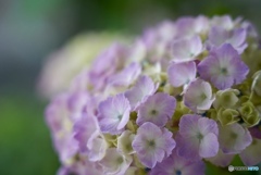 朝陽の中の紫陽花