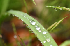 雨上がりの宝石