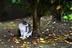 木陰にたたずむ猫