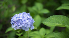 紫陽花 梅雨