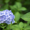 紫陽花 梅雨