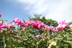 バラ園