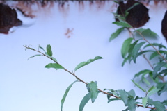 散歩
