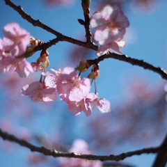 春の始まり　