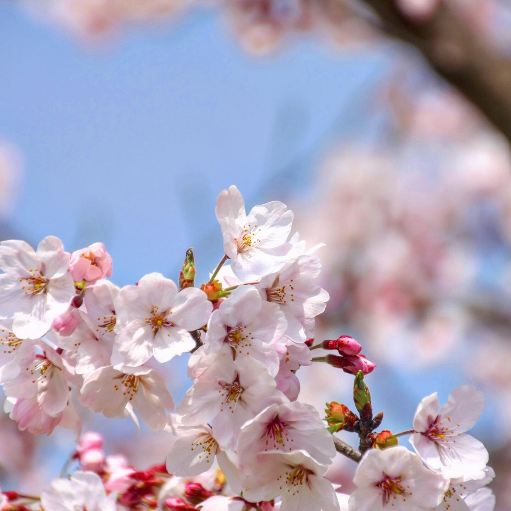 平成最期の桜