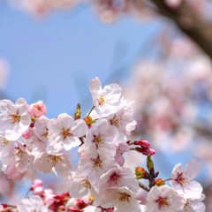 平成最期の桜