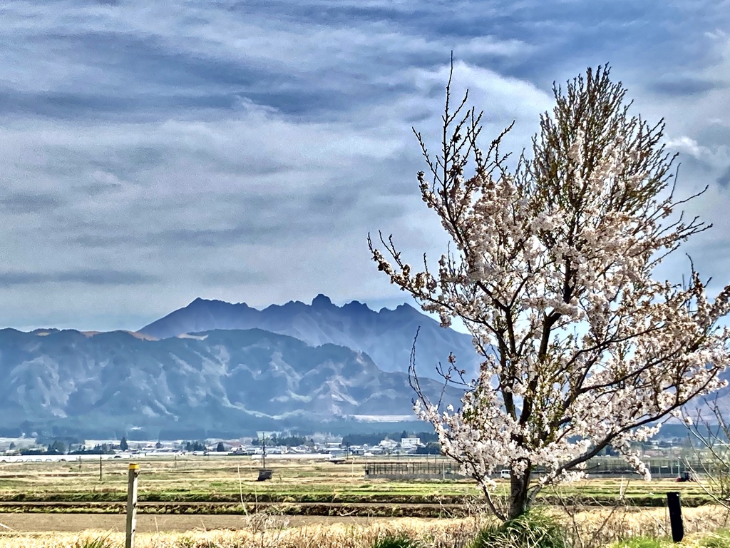 阿蘇　根子岳と桜