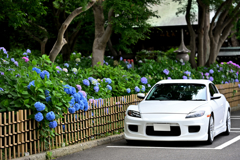 あじさいと愛車