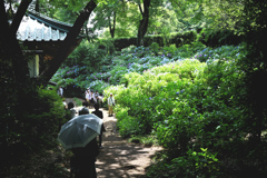 6月の花見