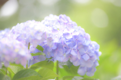 紫陽花