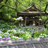 あじさい寺