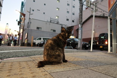 こっちを向く猫