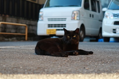 寝そべる猫