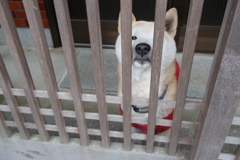 柴犬