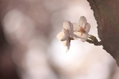 ひっそりと